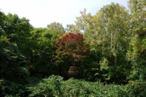 旭山紅葉情報2023年10月14日8旭山でいちばんきれいに色づくヤマモミジ