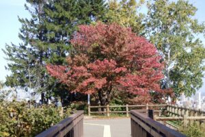 旭山記念公園紅葉情報2023年10月15日2展望台一本桜アーチ橋より