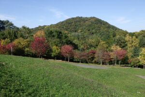 旭山記念公園紅葉情報2023年10月15日4円山と新桜並木