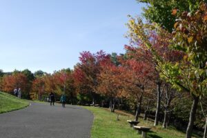旭山記念公園紅葉情報2023年10月15日5新桜並木