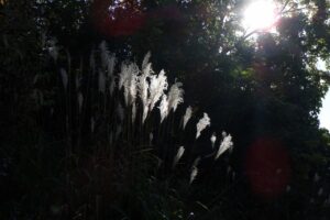 旭山記念公園紅葉情報2023年10月15日7ススキ