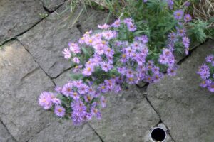 旭山記念公園紅葉情報2023年10月15日8ネバリノギク