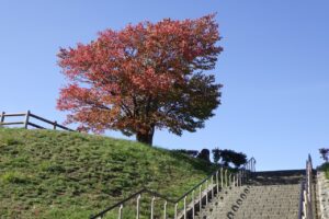 旭山記念公園紅葉情報2023年10月15日1展望台一本桜と階段
