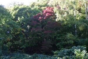 旭山記念公園紅葉情報2023年10月15日9旭山でいちばんきれいに色づくヤマモミジ