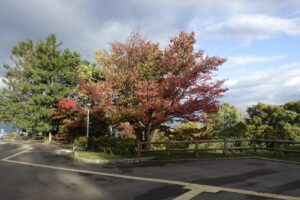 旭山紅葉情報2023年10月19日4展望台一本桜西側から2023年10月17日撮影