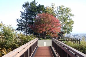 旭山紅葉情報2023年10月18日3アーチ橋からの展望台一本桜