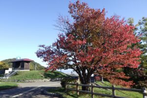 旭山紅葉情報2023年10月18日2展望台一本桜西側から