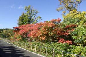 旭山紅葉情報2023年10月18日4展望台西側木立のヌルデ紅葉