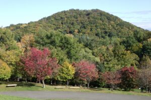 旭山紅葉情報2023年10月18日5円山と新桜並木