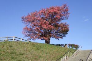 旭山紅葉情報2023年10月18日1展望台一本桜