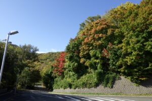 旭山紅葉情報2023年10月18日11第1駐車場入口のヤマモミジ