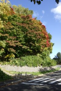 旭山紅葉情報2023年10月18日12第1駐車場入口のヤマモミジ逆アングル