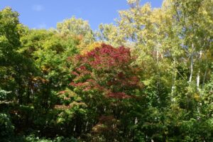 旭山紅葉情報2023年10月18日14旭山でいちばんきれいに色づくヤマモミジ