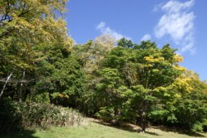 旭山紅葉情報2023年10月18日17遊具広場