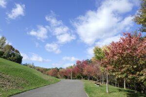 旭山紅葉情報2023年10月18日8新桜並木