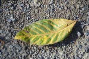 旭山紅葉情報2023年10月18日18オニグルミ葉の小片