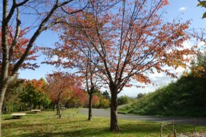 旭山紅葉情報2023年10月18日9新桜並木逆アングル