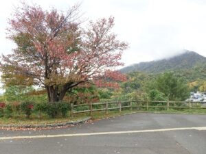 旭山紅葉情報2023年10月19日2展望台一本桜北側から