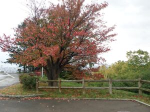 旭山紅葉情報2023年10月19日3展望台一本桜西側から