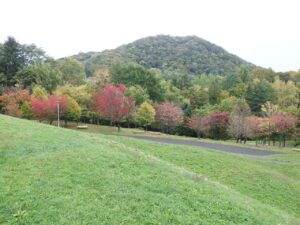 旭山紅葉情報2023年10月19日6円山と新桜並木