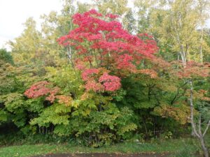 旭山紅葉情報2023年10月19日8ハウチワカエデ
