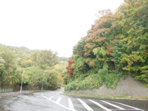 旭山紅葉情報2023年10月19日13第1駐車場入口のヤマモミジ