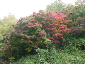 旭山紅葉情報2023年10月19日14第1駐車場入口のヤマモミジ