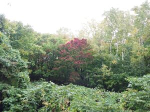 旭山紅葉情報2023年10月19日15旭山でいちばんきれいに色づくヤマモミジ