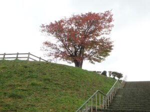 旭山紅葉情報2023年10月19日1展望台一本桜