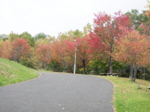 旭山紅葉情報2023年10月19日10新桜並木
