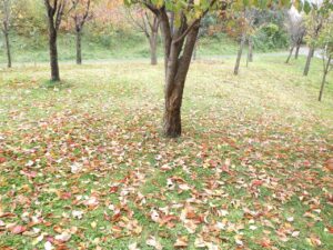 旭山紅葉情報2023年10月19日12新桜並木の桜の1本