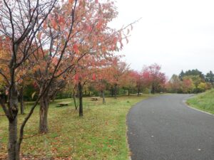 旭山紅葉情報2023年10月19日11新桜並木逆アングル