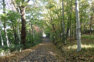 旭山紅葉情報2023年10月21日14森の家坂森の家側から