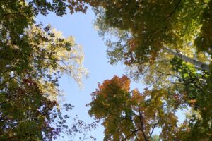 旭山紅葉情報2023年10月21日13記念樹の森