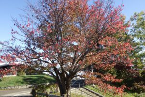 旭山紅葉情報2023年10月21日2展望台一本桜西側から
