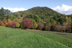 旭山紅葉情報2023年10月21日3円山と新桜並木