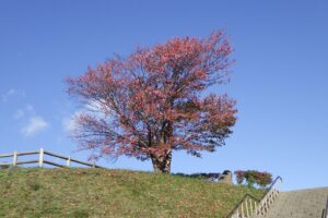 旭山紅葉情報2023年10月21日1展望台一本桜