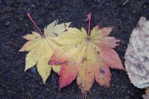 旭山紅葉情報2023年10月21日17ハウチワカエデ