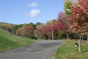 旭山紅葉情報2023年10月21日6新桜並木