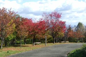 旭山紅葉情報2023年10月21日7新桜並木逆アングル