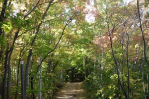 旭山紅葉情報2023年10月21日15森の家坂