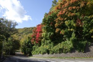 旭山紅葉情報2023年10月21日8第Ⅰ駐車場入口のヤマモミジ
