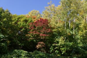 旭山紅葉情報2023年10月21日11旭山でいちばんきれいに色づくヤマモミジ