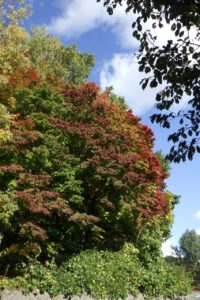 旭山紅葉情報2023年10月21日9第1駐車場入口のヤマモミジ外側から