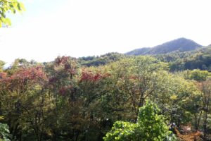 旭山紅葉情報2023年10月21日12山紅葉坂から藻岩山を望む