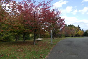 新桜並木の近くで見た紅葉