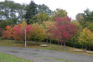 新桜並木の紅葉