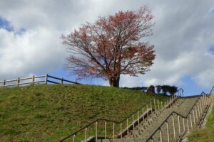 展望台の一本桜の黄葉
