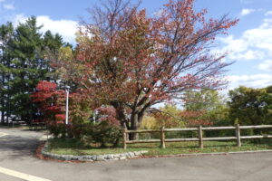 展望台の一本桜の紅葉