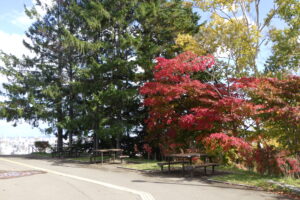 展望台のベンチ横の紅葉